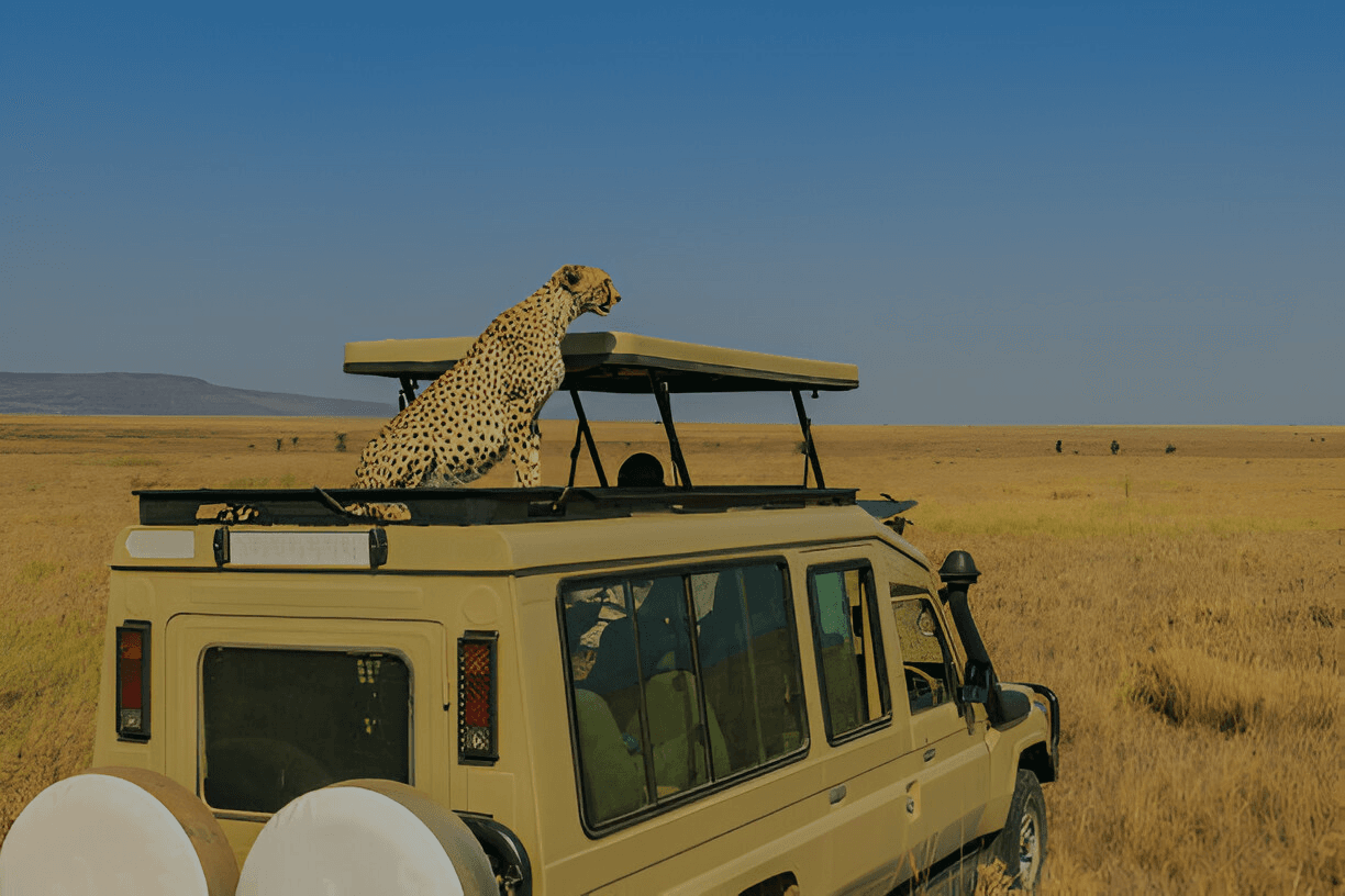 tour and safari